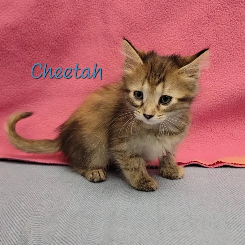 A baby small-sized female Torbie Domestic Long Hair cat named Cheetah for adoption in Parkersburg, WV
