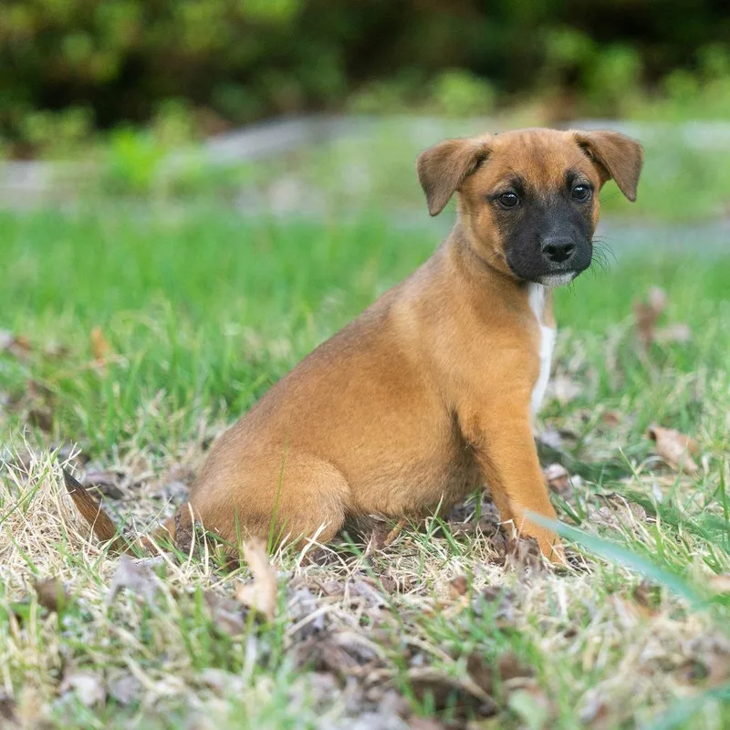 A baby small-sized female Yellow / Tan / Blond / Fawn Terrier dog named Fawn for adoption in Wake Forest, NC