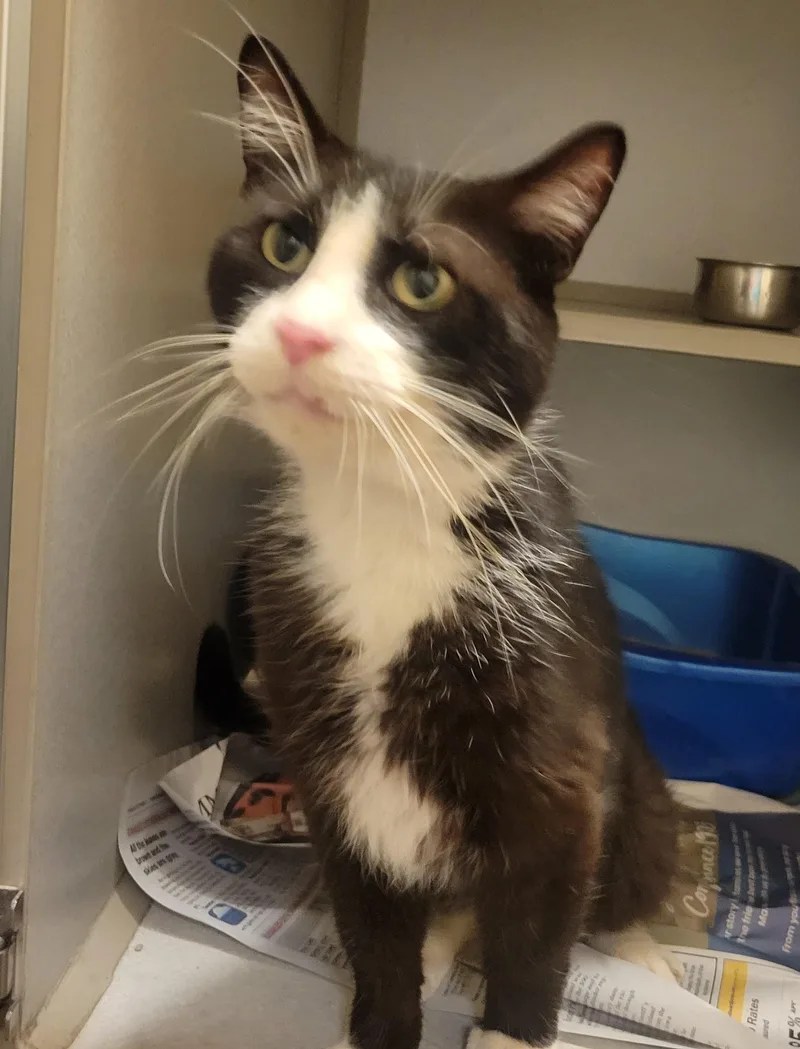 An adult medium-sized male Black & White / Tuxedo Domestic Short Hair cat named Ozark for adoption in Mason City, IA