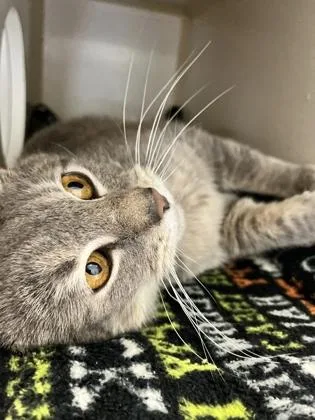 Earl Grey thumbnail 2