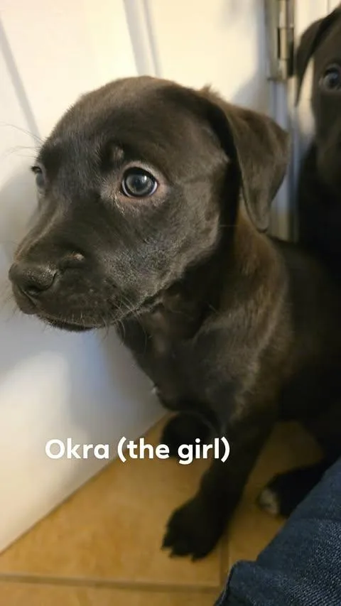 Veggie Litter  Okra thumbnail 6