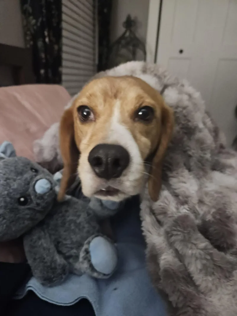 An adult medium-sized male Beagle dog named Chance for adoption in Whitewater, WI
