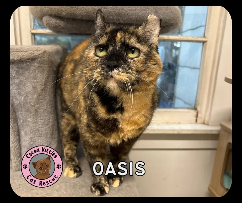 An adult large-sized female Domestic Short Hair cat named Oasis for adoption in Hershey, PA