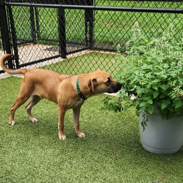 An adult medium-sized male Yellow / Tan / Blond / Fawn Mixed Breed dog named Chief Rocka for adoption in Greensboro, NC