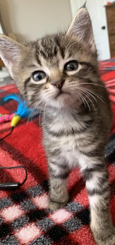 A baby small-sized female Tabby (Gray / Blue / Silver) Domestic Short Hair cat named Harper for adoption in Liverpool, TX