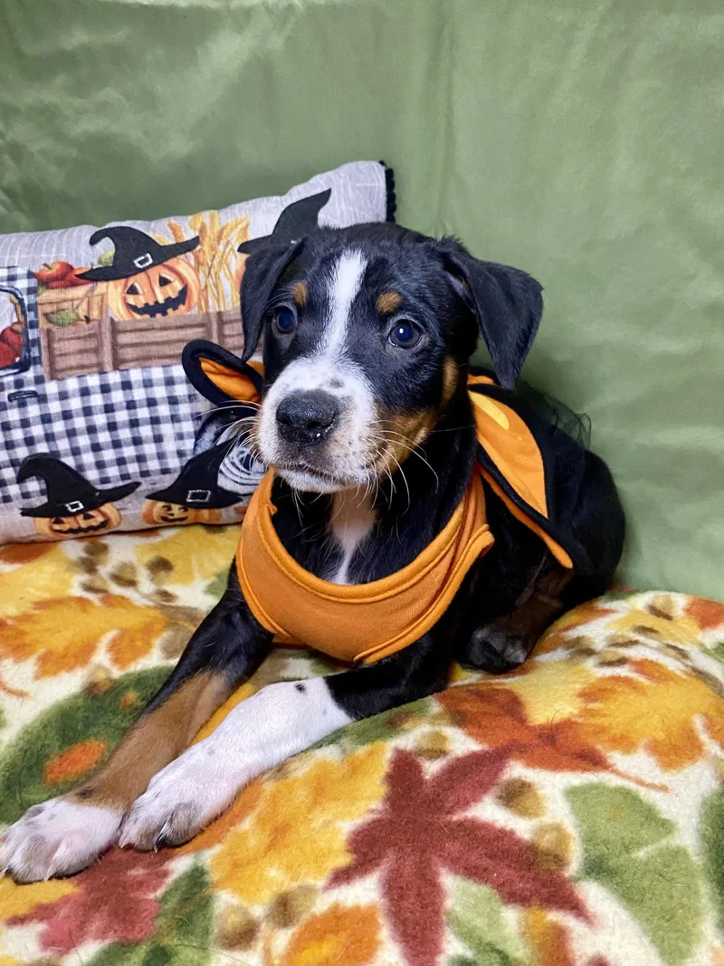 A baby medium-sized female Hound dog named Beyonce for adoption in Barnhart, MO