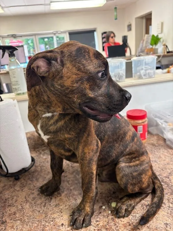 A young medium-sized male Brindle Mixed Breed dog named Bronson for adoption in Cincinnati, OH