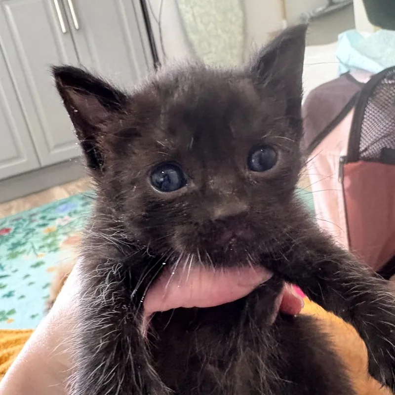 A baby small-sized male Black Domestic Short Hair cat named Squirtle for adoption in Long Beach, CA