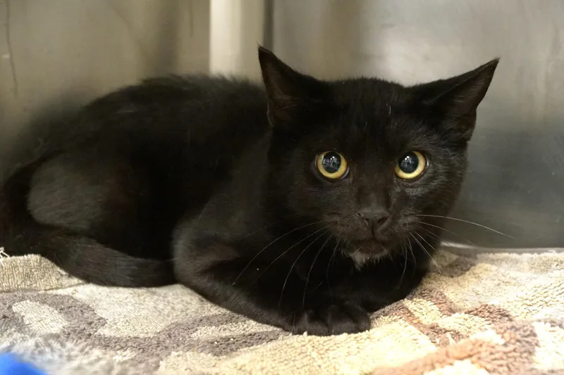 A baby medium-sized male Black Domestic Short Hair cat named Terk for adoption in New Milford, CT