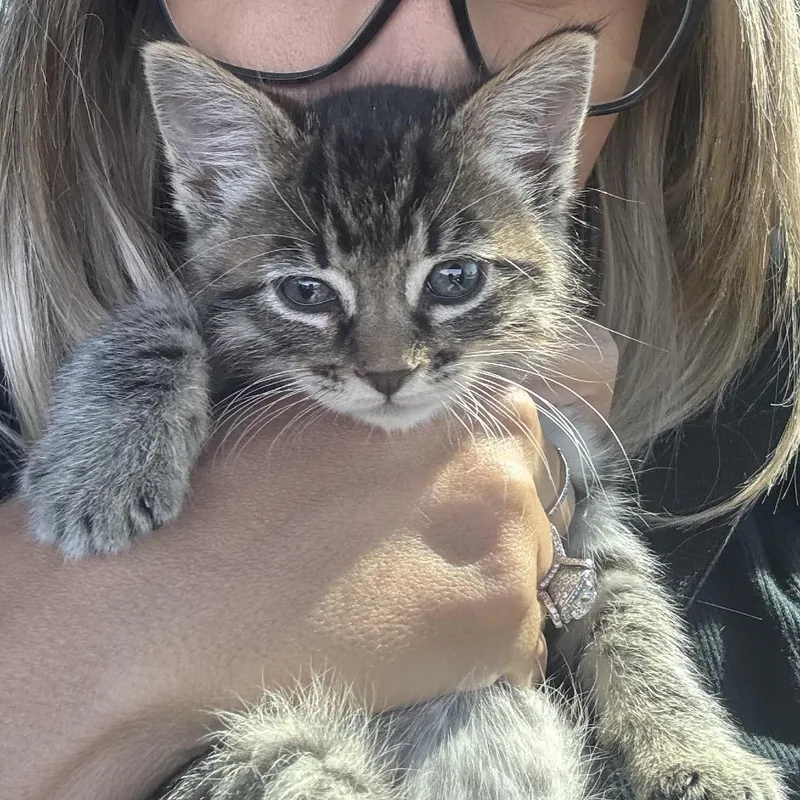 A baby small-sized male Black Domestic Short Hair cat named Cash for adoption in Chino Hills, CA