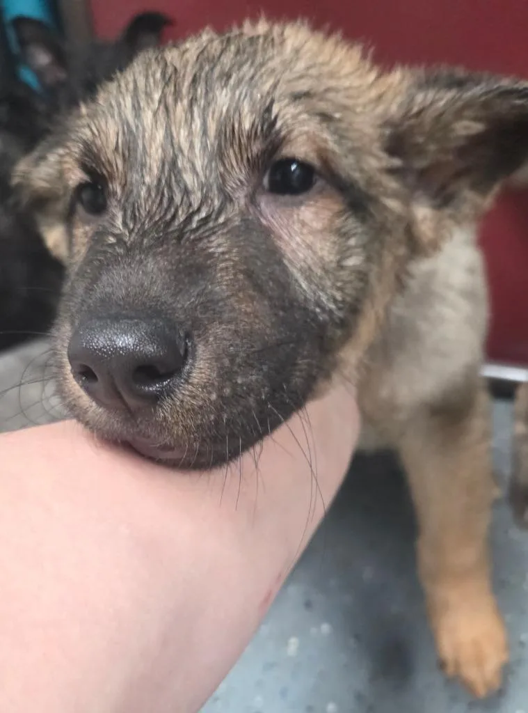 Sparkplug thumbnail 4