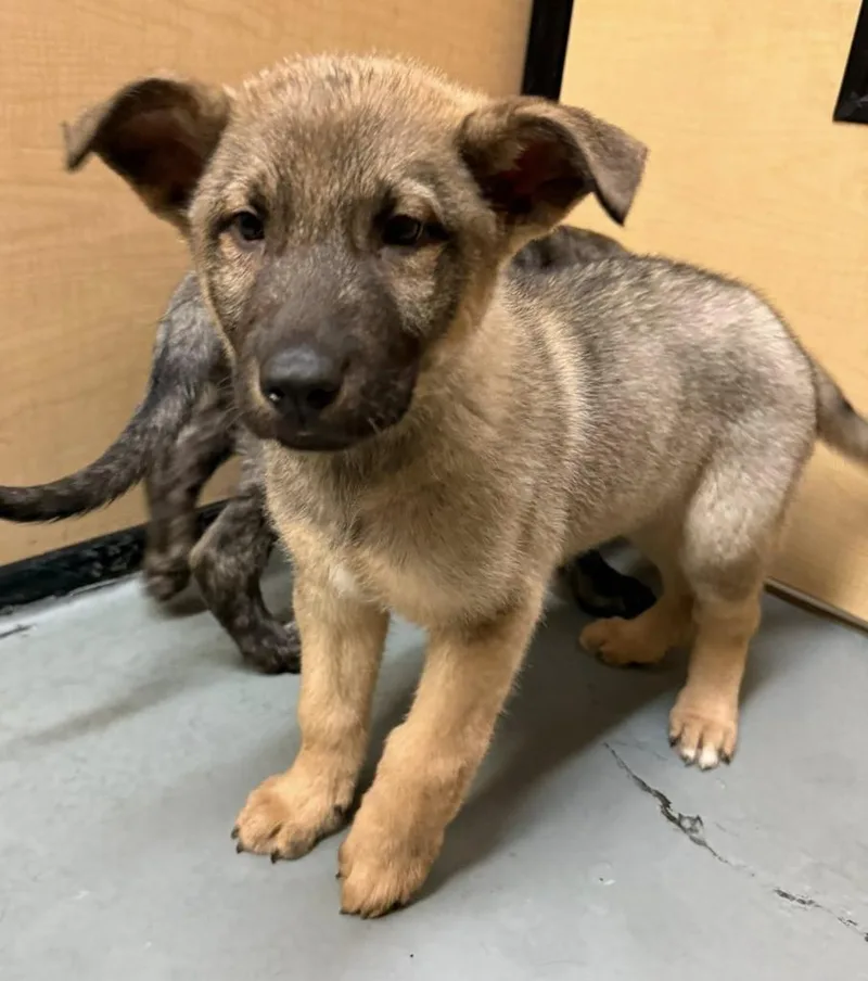 Sparkplug thumbnail 5