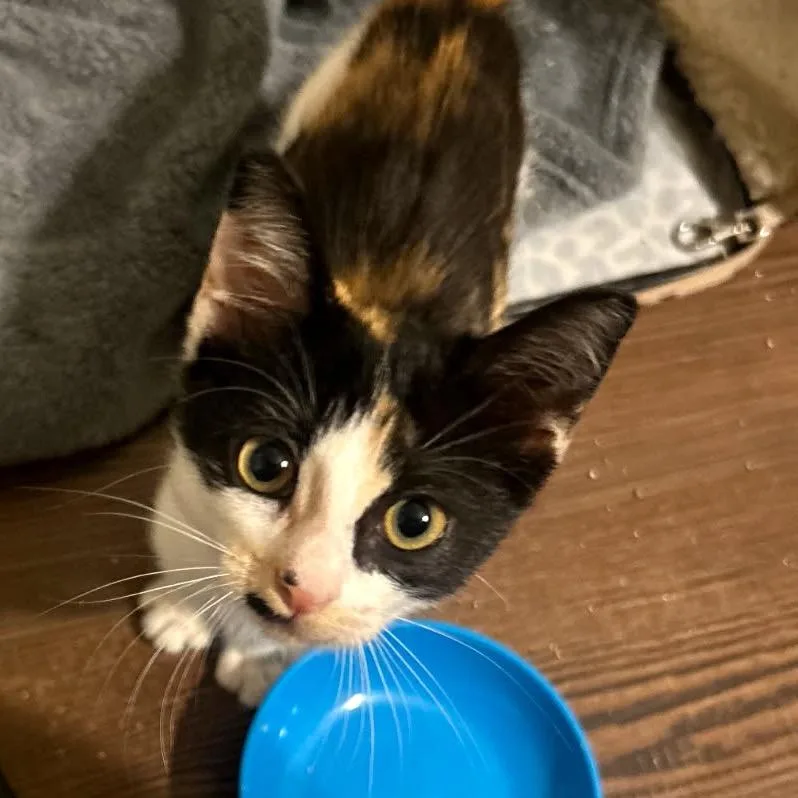 A baby small-sized female Black Domestic Short Hair cat named Kourtney for adoption in League City, TX