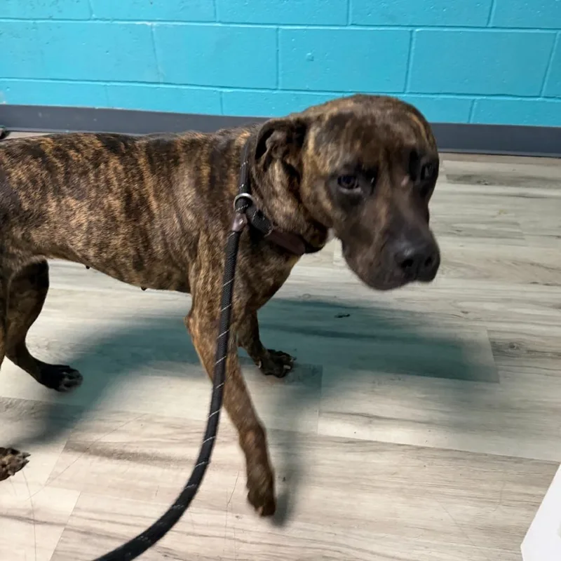 An adult small-sized female Brindle Terrier dog named Katydid for adoption in St. Louis, MO