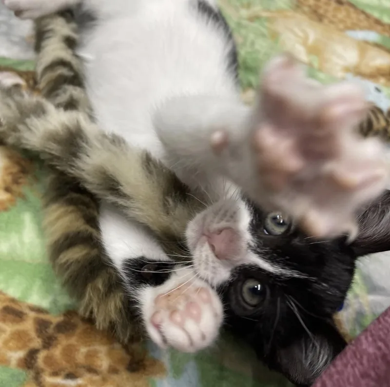 A baby medium-sized male Black & White / Tuxedo Domestic Short Hair cat named Squirt for adoption in Rochester, NY