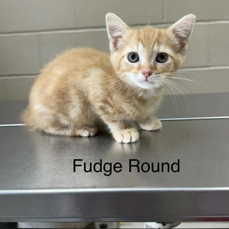 A baby small-sized male Orange / Red Domestic Medium Hair cat named Fudge Round for adoption in Caryville, TN