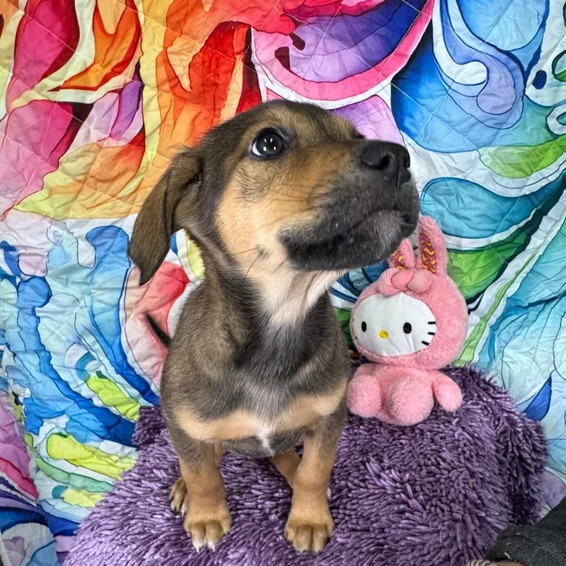 Magnolia thumbnail 2