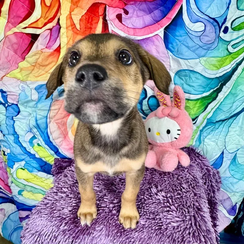 Magnolia thumbnail 3