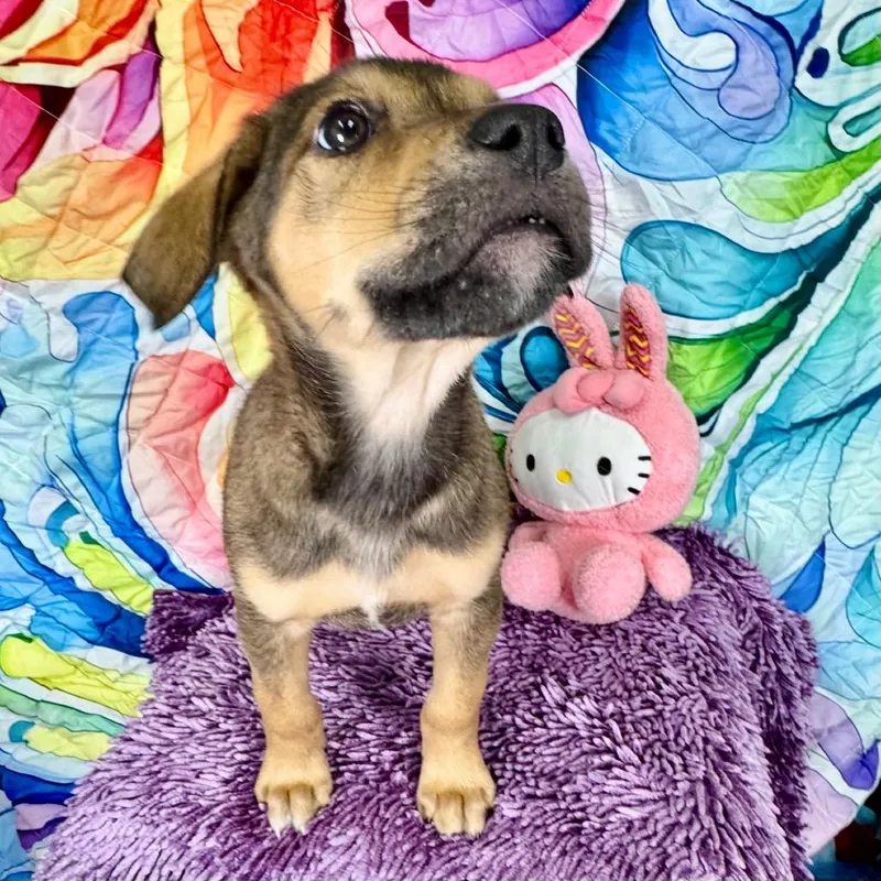 Magnolia thumbnail 4