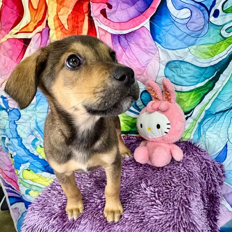 Magnolia thumbnail 5