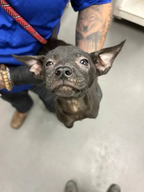 A baby small-sized female German Shepherd Dog dog named Lorelei for adoption in Corpus Christi, TX