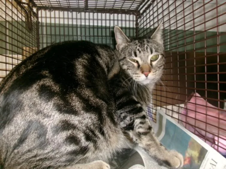 An adult large-sized male Domestic Medium Hair cat named Pixel for adoption in Van Nuys, CA