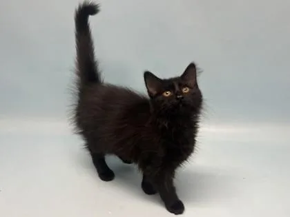 A baby small-sized male Domestic Long Hair cat named Cleo for adoption in Golden Valley, MN