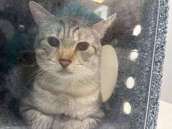 An adult large-sized male Domestic Short Hair cat named Clearwater for adoption in New York, NY