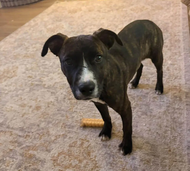 A baby medium-sized female Pit Bull Terrier dog named Layla Rose for adoption in Germantown, OH