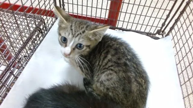 A baby small-sized male Domestic Short Hair cat named George for adoption in Miami, FL