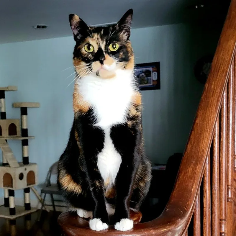 An adult medium-sized female Calico Domestic Short Hair cat named Winnie for adoption in Walden, NY