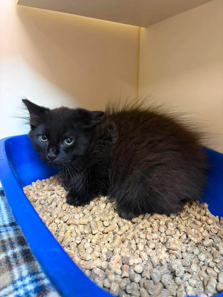 A baby small-sized male Domestic Long Hair cat named Macaroni for adoption in Sebastian, FL