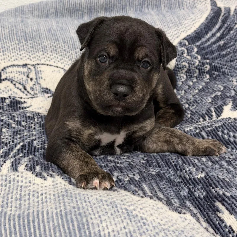 Honeysuckle thumbnail 2