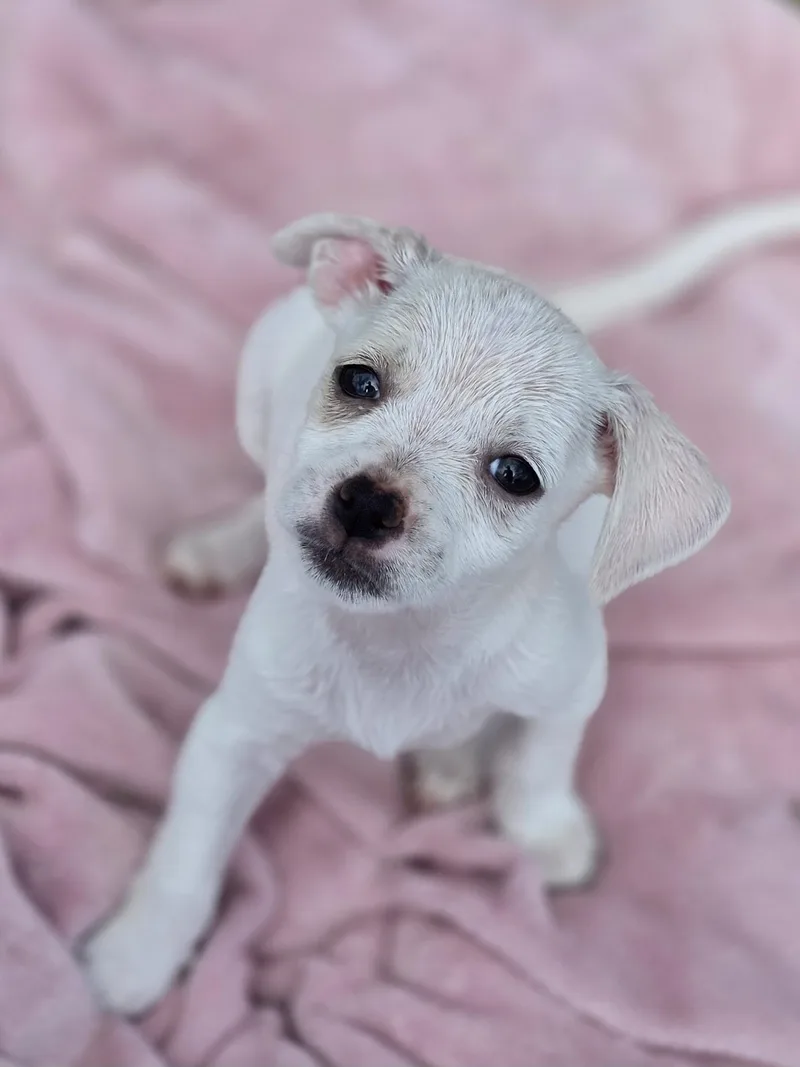 A baby small-sized female Chihuahua dog named Diamond for adoption in Penryn, CA
