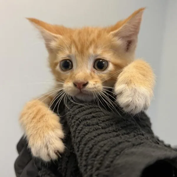 A baby small-sized male Domestic Short Hair cat named Bloo for adoption in San Diego, CA