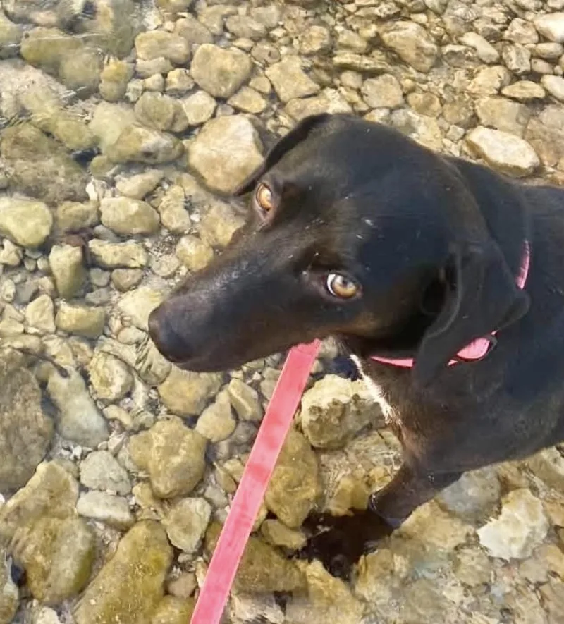 An adult medium-sized female Black Labrador Retriever dog named Bonnie for adoption in Austin, TX