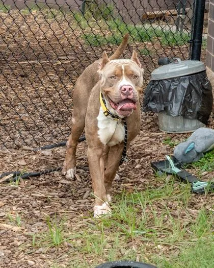An adult large-sized male Mixed Breed dog named Koa for adoption in Chamblee, GA