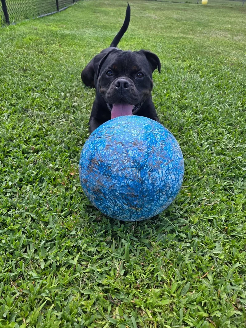 An adult medium-sized male Mixed Breed dog named Hoss for adoption in Myrtle Beach, SC