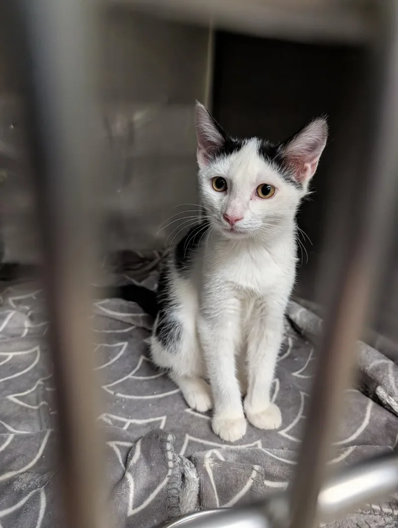 A baby medium-sized male White Domestic Short Hair cat named Texas Sheet Cake for adoption in Marietta, OH