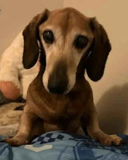 An adult small-sized male Dachshund dog named Slinky for adoption in Newport, KY