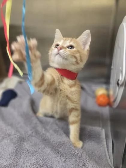 A baby small-sized female Domestic Short Hair cat named Fresca for adoption in Westland, MI