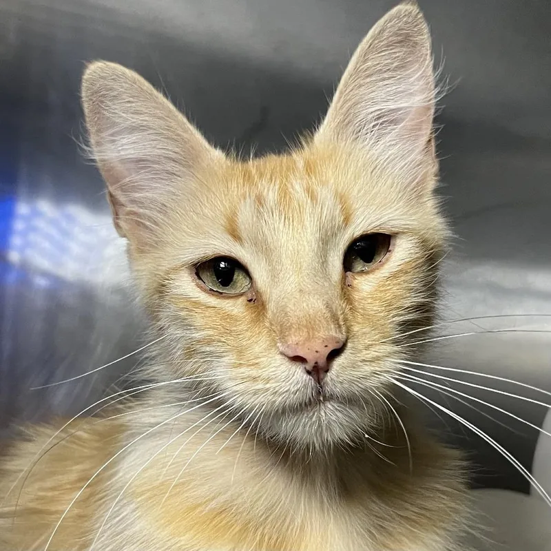 A young medium-sized female Orange / Red Domestic Long Hair cat named Rinoa for adoption in Palm Springs, CA