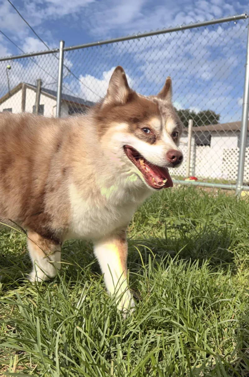 A senior medium-sized male Bicolor Pomsky dog named Akon for adoption in New Port Richey, FL