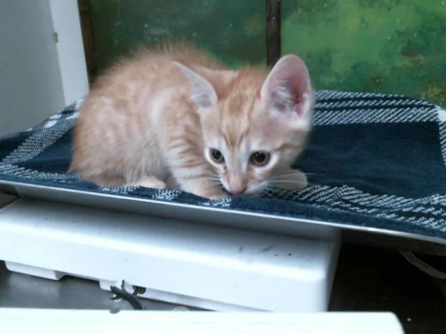 A baby small-sized male Domestic Short Hair cat named Odie for adoption in Houston, TX