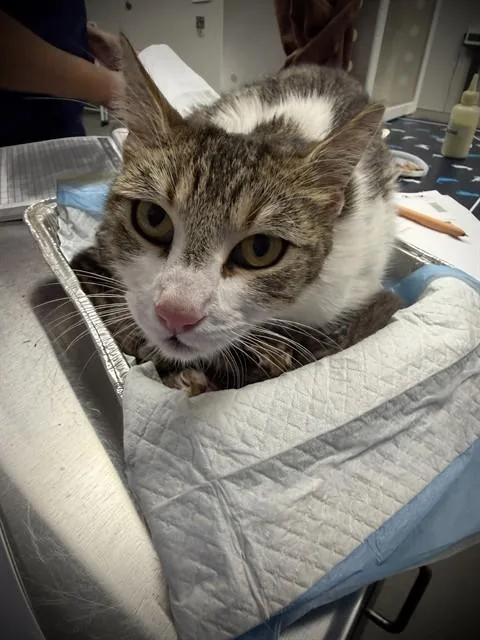 A young small-sized female Domestic Short Hair cat named Maggie for adoption in Ontario, CA