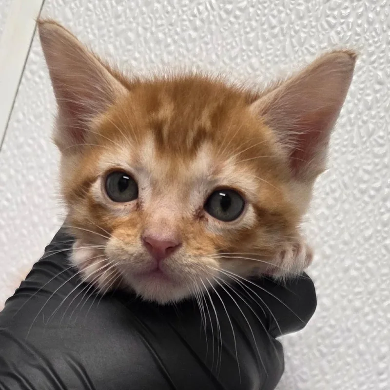 A baby small-sized male Orange / Red Domestic Short Hair cat named Fireball for adoption in Abilene, TX