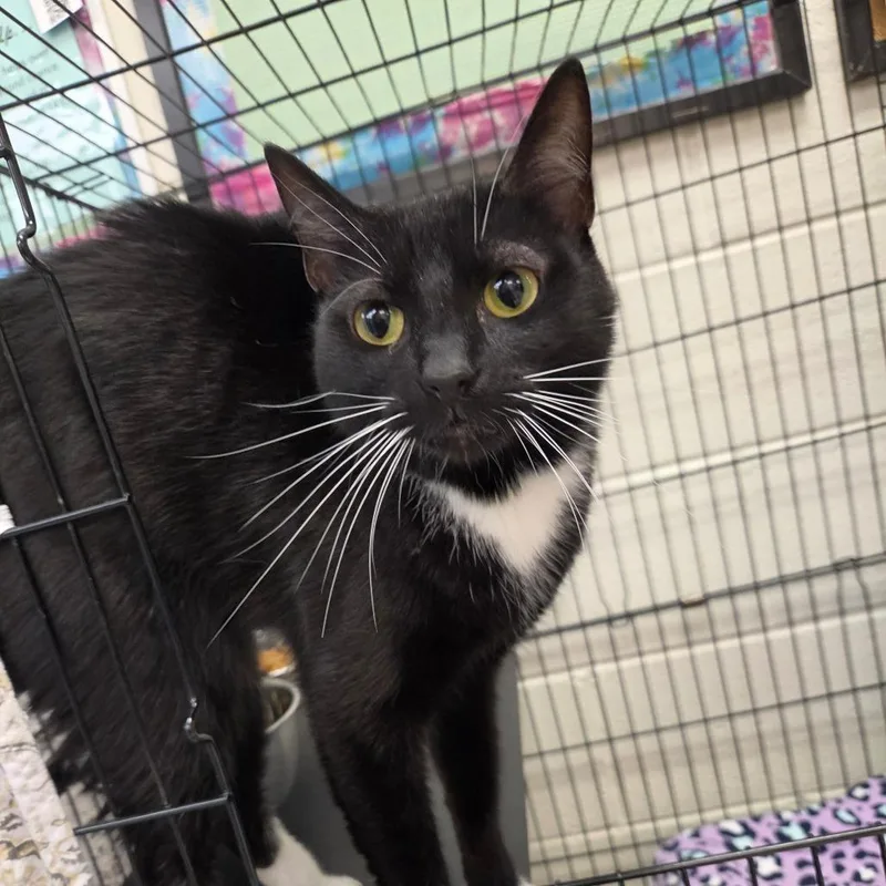 An adult medium-sized female Black Domestic Short Hair cat named Wonderbread for adoption in Rocky Mount, VA