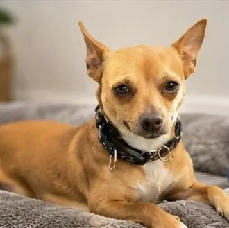 An adult small-sized male Red / Chestnut / Orange Chihuahua dog named Danny for adoption in Evansville, WI