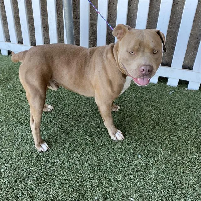 A young large-sized male Pit Bull Terrier dog named Champ for adoption in Modesto, CA