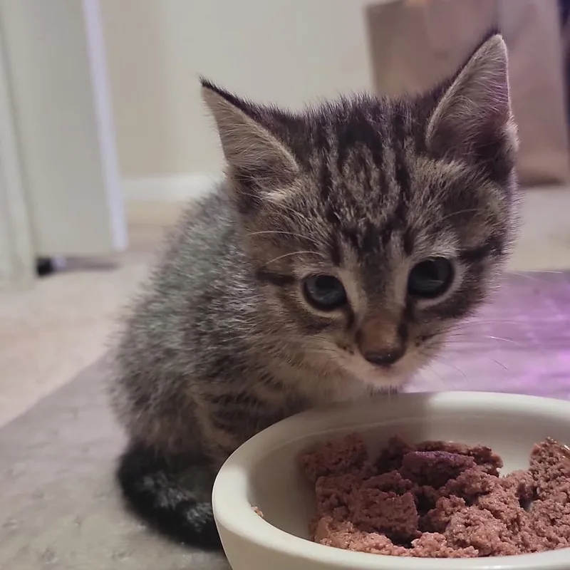 A baby small-sized female Black Domestic Short Hair cat named Bluey for adoption in Long Beach, CA
